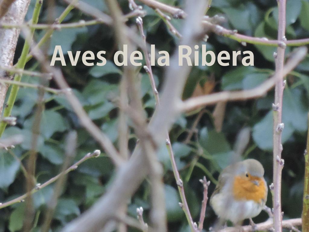Embid de la Ribera El Retiro De Isabelゲストハウス エクステリア 写真